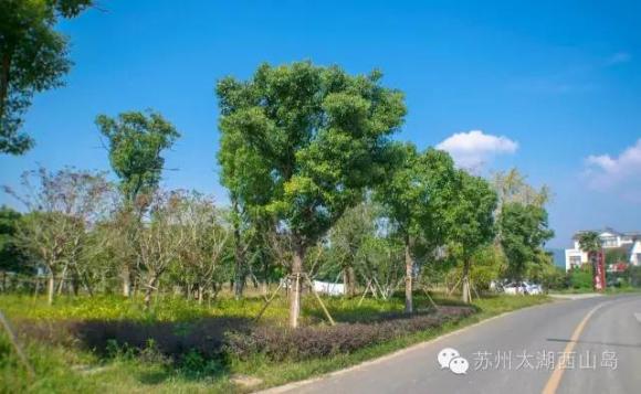 你没看错，这里真的只是西山岛的路边小村，美到哭。